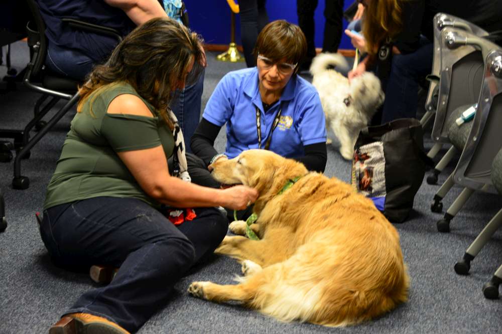 Paws of sale love therapy dogs