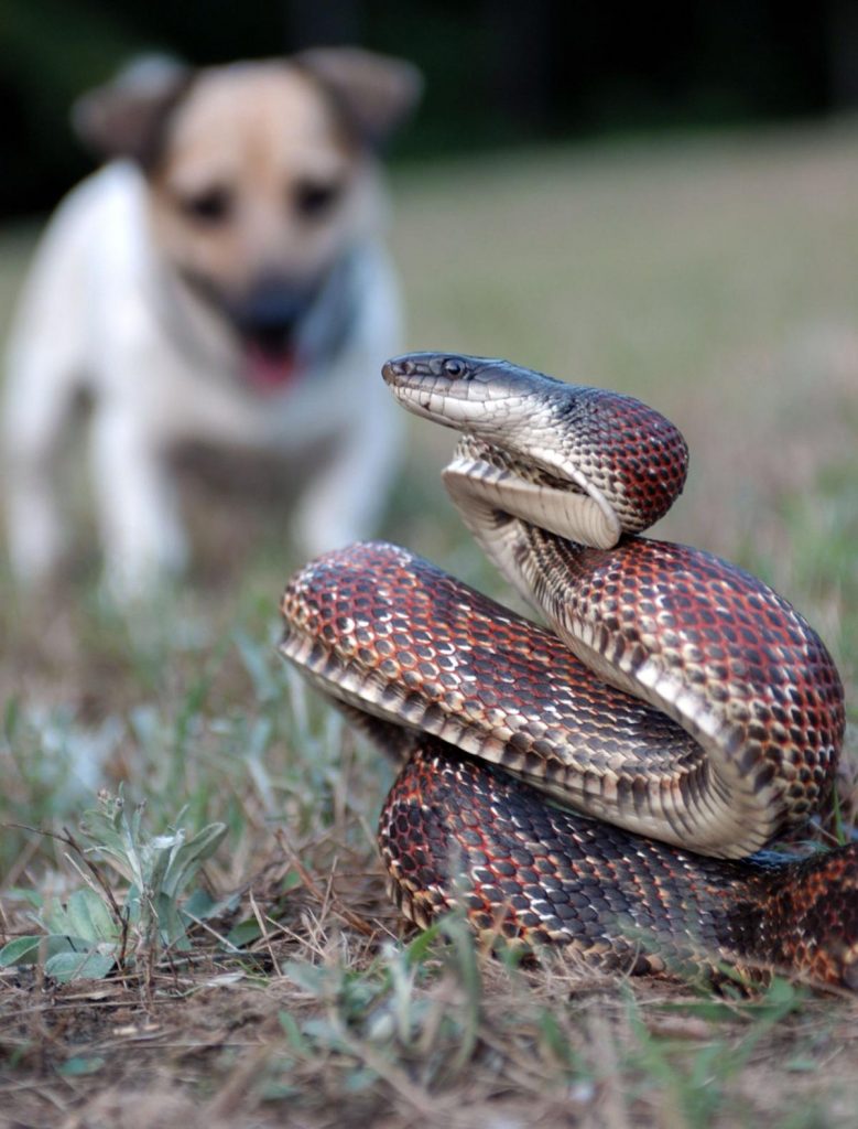 Don't Sweat Your Pets: Summer Pet Dangers and How to Treat and Prevent Them