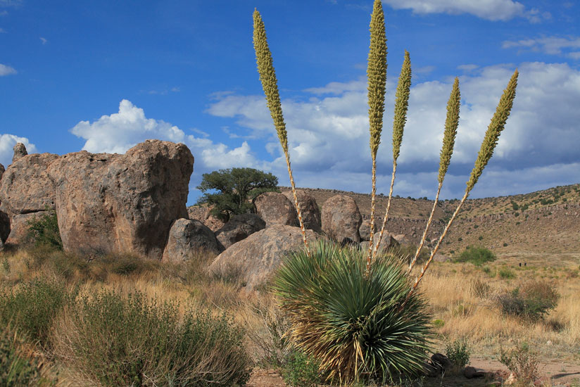 Sotol, Pride of The Desert 