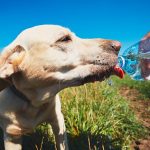 Don't Sweat Your Pets: Summer Pet Dangers and How to Treat and Prevent Them