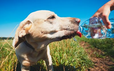 Don’t Sweat Your Pets: Summer Pet Dangers and How to Treat and Prevent Them