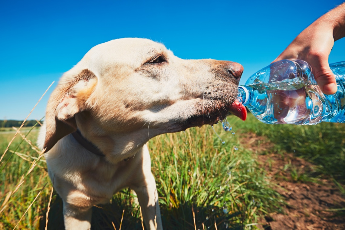 Don't Sweat Your Pets: Summer Pet Dangers and How to Treat and Prevent Them