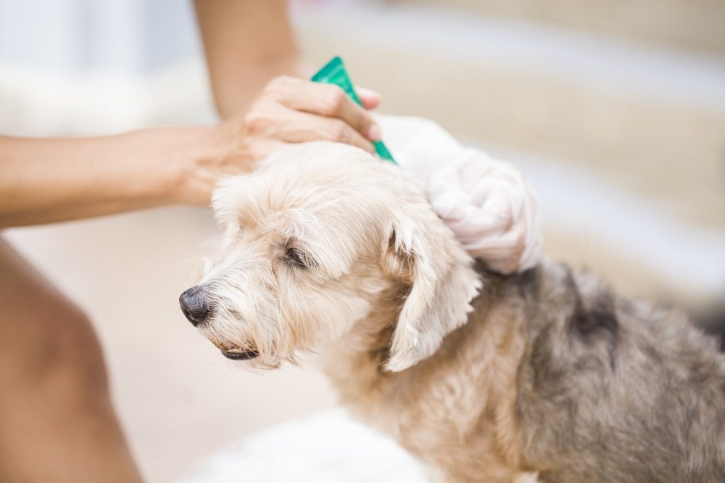 Don't Sweat Your Pets: Summer Pet Dangers and How to Treat and Prevent Them