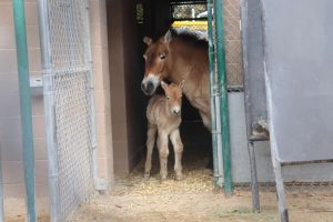 Saving the endangered Przewalski’s Horse