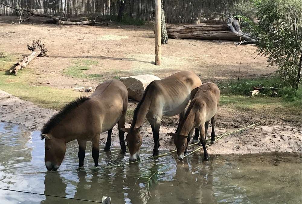 Saving the endangered Przewalski’s Horse