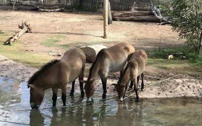 Saving the endangered Przewalski’s Horse