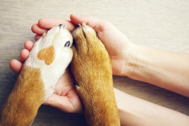 Healing Paws: How Pets Transform Healthcare in El Paso