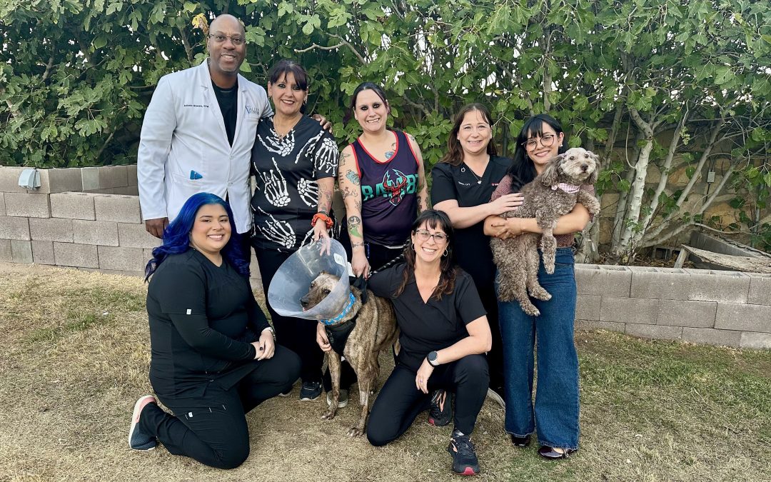 Paws and Applause: Local Dogs Thrive Thanks to Heroic Veterinary Team 